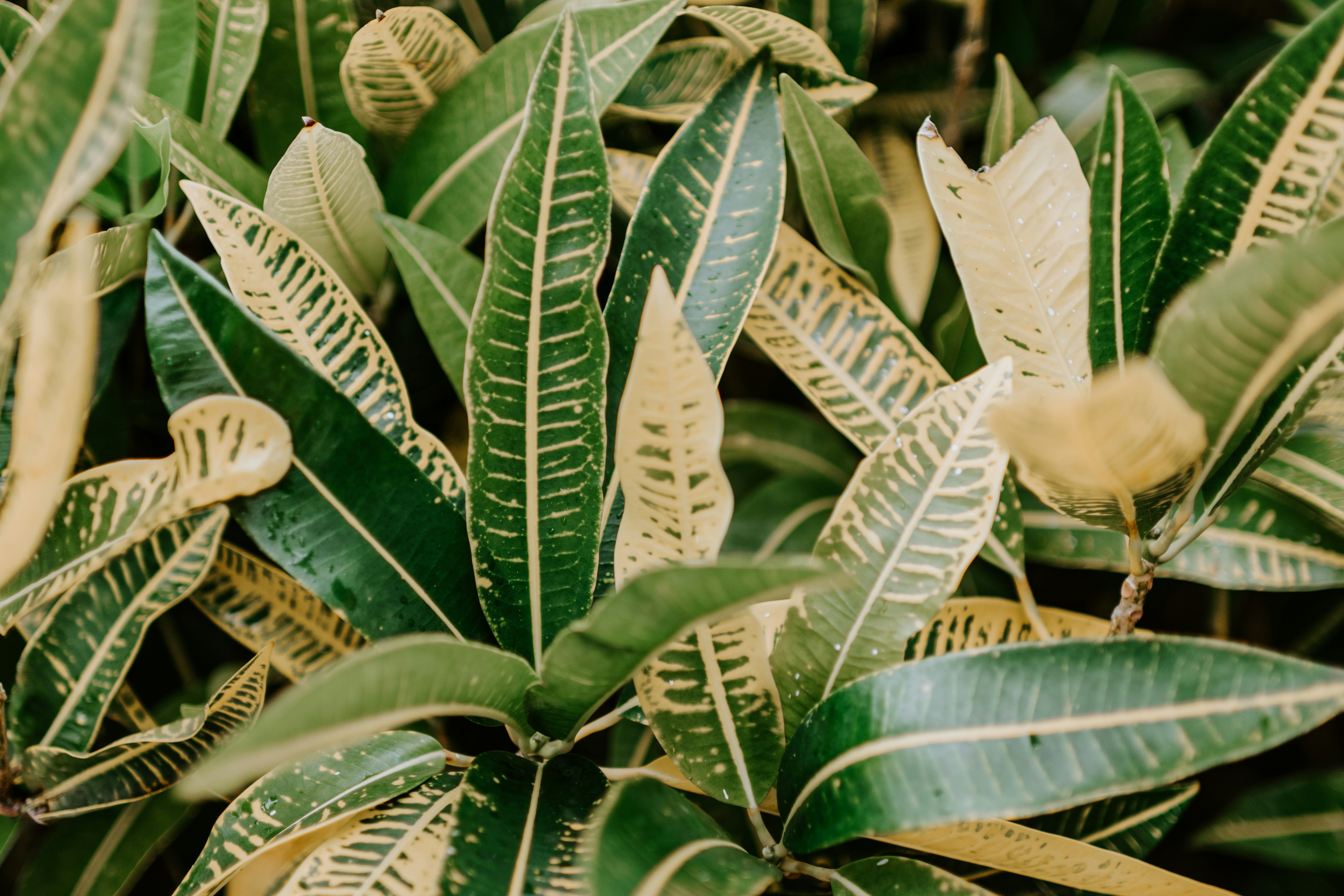 green leaves with white flowers